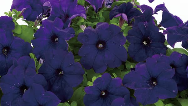 雨に強い大輪系「よく咲くペチュニア パフィン」シリーズに新色ブルー追加　サカタのタネ