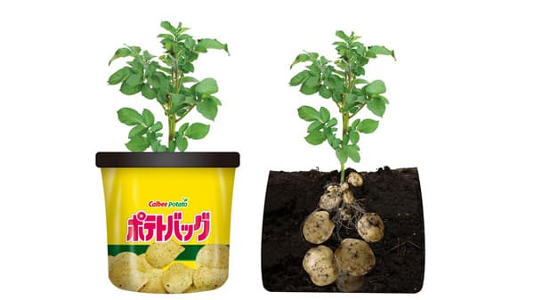 肥料配合とパッケージを刷新「ポテトバッグ」全国で新発売　カルビーポテト