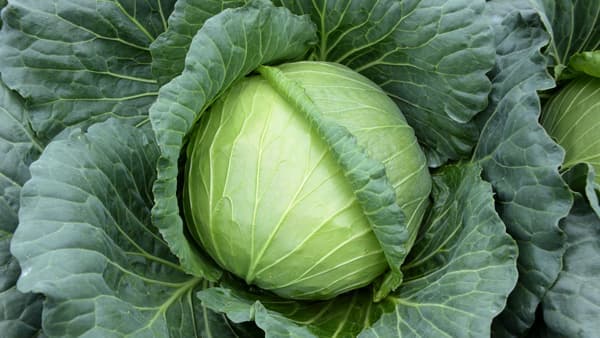 黒腐病耐病性、玉ぞろいのよいキャベツ「ふうりん」種子を発売　サカタのタネ