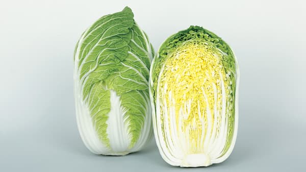 暖冬でも安定出荷　ハクサイ新品種「初美月」種子を発売　サカタのタネ