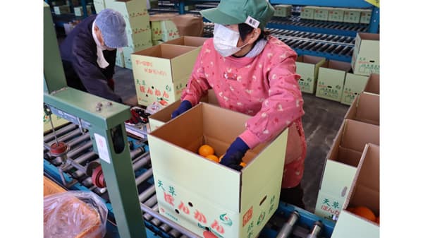 ポンカンの出荷が最盛を迎える　ＪＡ本渡五和