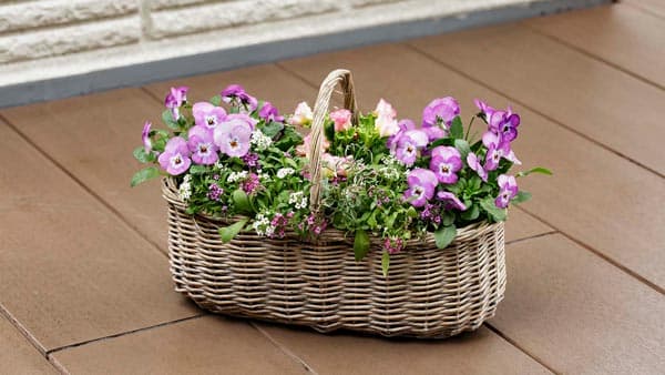 「ピエナ」シリーズに新色『ライラックピコティー』追加　サカタのタネ