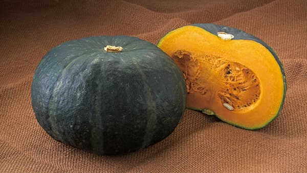 うどんこ病耐病性で作りやすい黒皮多収種　カボチャ「グラッセ」新発売　タキイ種苗