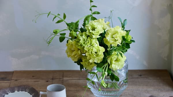 青山フラワーマーケットと共同開発　トルコギキョウ「シトロエンヴェール」新発売　サカタのタネ