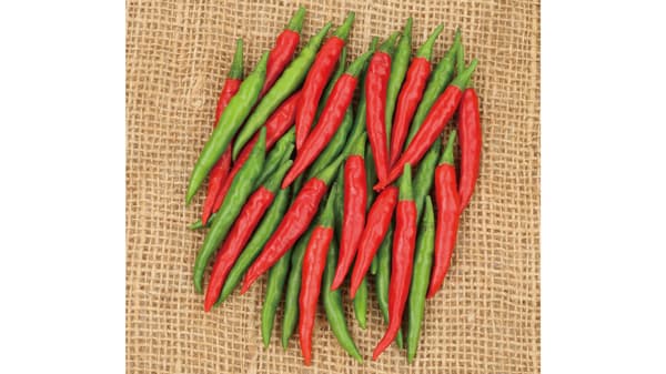 辛味が強い韓国系トウガラシ「羅辛」のタネ・苗を新発売　サカタのタネ