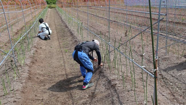ニラ、アスパラガスの名産地　山形県最上町でアシストスーツ40台導入　イノフィス
