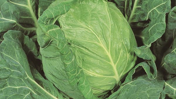 サカタのタネの春キャベツ「金系201号」発売60周年　ＪＡ全農かながわがPRイベント開催