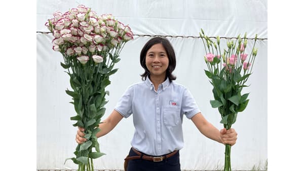 EC・サブスク向け栽培規格に　無花粉トルコギキョウ「ソロPF」を活用　サカタのタネ