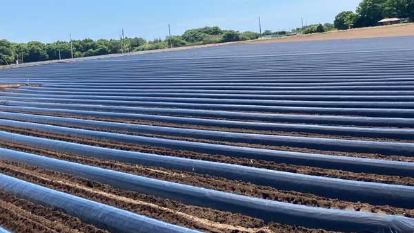 土に還る生分解性樹脂の黒マルチフィルム「Nature master」正式販売開始　昭光通商