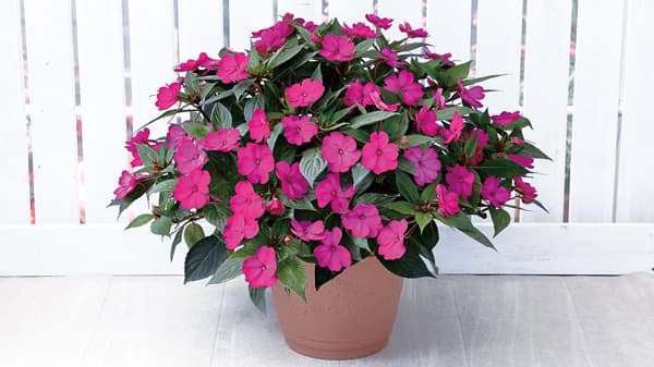 「サンパチェンス」シリーズに次世代パープル色を追加　サカタのタネ