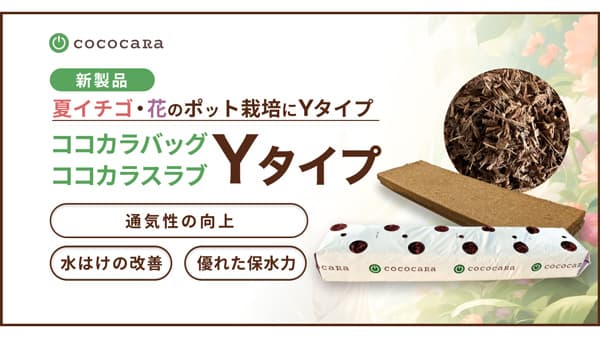 夏イチゴ・花のポット栽培に新たな選択肢「ココカラ」Yタイプ2種を新発売