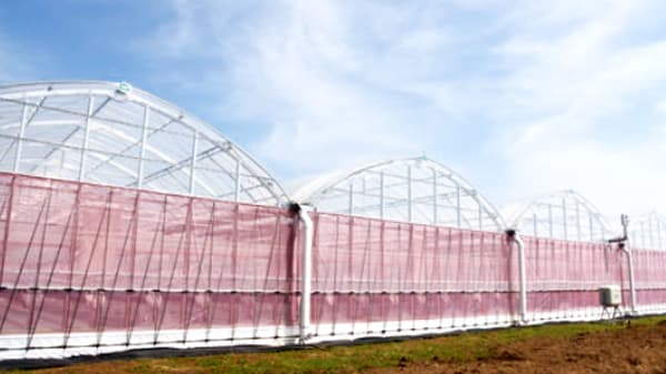 採光性の高いビニールハウス「UFCクリアハウス」販売開始　渡辺パイプ