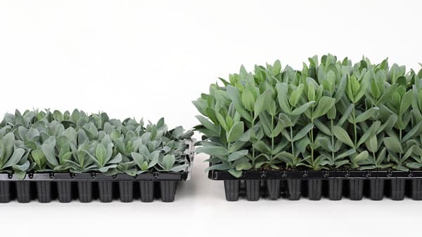 生産現場のコスト削減へ　"ロゼットレス"のトルコギキョウ開発　サカタのタネ