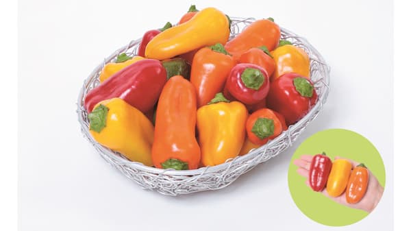 家庭菜園向け野菜品種「おうち野菜」シリーズ　ミニサイズのパプリカ追加　サカタのタネ