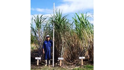 株出し多収製糖用サトウキビ品種「はるのおうぎ」種苗を一般農家へ配布開始　農研機構