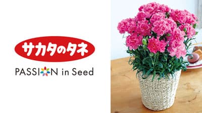 ポットカーネーション「セレナーデ」ピンク系新品種を発売　サカタのタネ