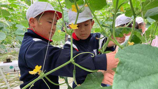 埼玉県羽生市立三田ヶ谷小学校の3年生に農業体験授業を実施　タカミヤの愛菜