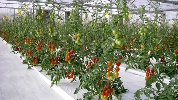 国際環境賞「エネルギーグローブ　国別賞」フイルム農法「アイメック」が受賞