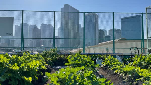 新宿区立柏木小学校×ニチリウ永瀬「屋上農園」プロジェクトの集大成　新宿産野菜を販売