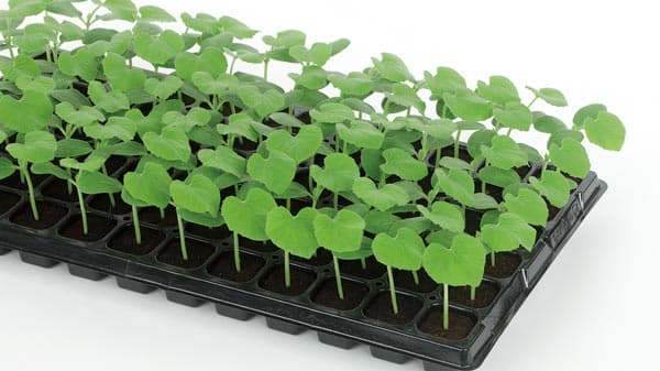 万能型の台木メロンの新品種「デュアルアタック」種子を発売　サカタのタネ