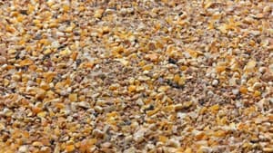 動物飼料プロバイオティクスのビフィズス菌　2030年にかけてCAGR6%で成長予測