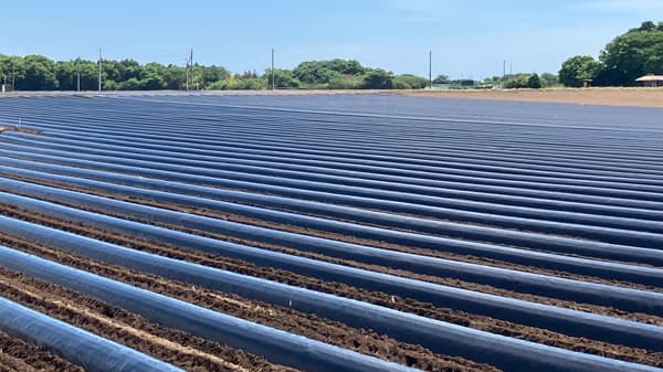 生分解性黒マルチフィルム「Nature Master」試作品を販売開始　昭光通商