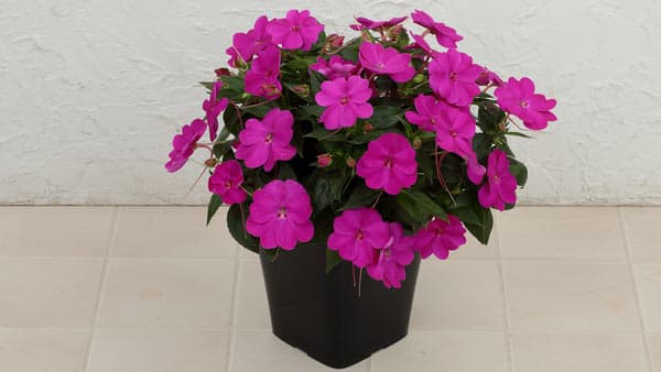 「サンパティオ パープル（ver.2）」2023年春に販売開始　サカタのタネ