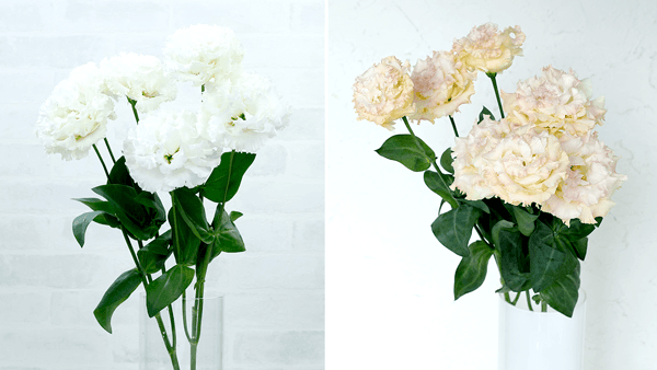 トルコギキョウ新品種「ボヤージュ」や無花粉タイプなど計11品種を追加　サカタのタネ