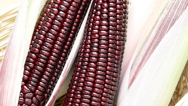 赤いスイートコーン「大和ルージュ」種子を開発　10月中旬から販売　大和農園