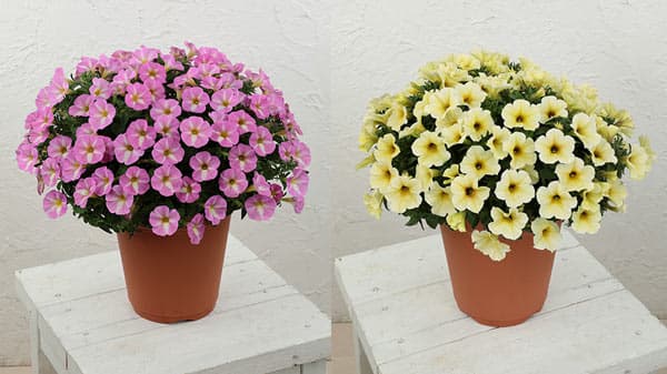 ペチュニアに新色「春きらりすもも」「同きなこ」発売　サカタのタネ