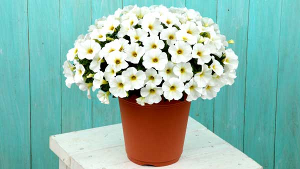 雨でもあでやか「ビューティカル」に新色パールホワイト　来春から本格販売　サカタのタネ