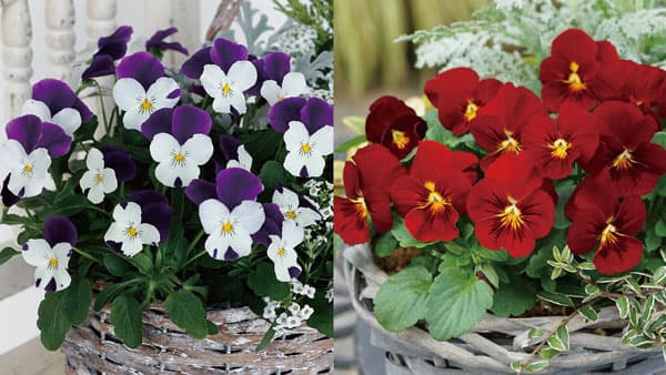 ビオラ「ピエナ」シリーズに2種の新色追加　サカタのタネ