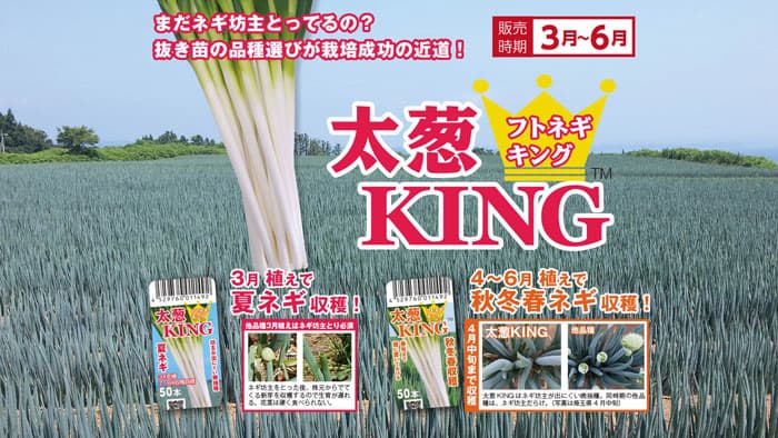 夏越し性も良好「太葱KING」新発売　特集ページを公開　トキタ種苗