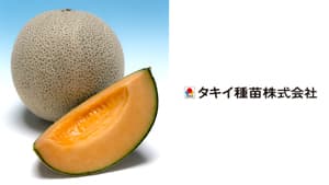 つる割病5つのレースとえそ斑点病に耐病性　赤肉メロン「レノンスター」新発売　タキイ種苗