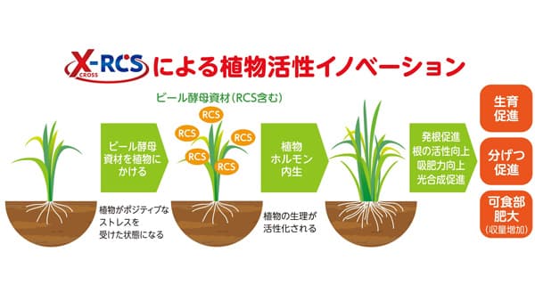 ビール酵母細胞壁由来　農業資材の「植物活性メカニズム」解明へ　アサヒバイオサイクル