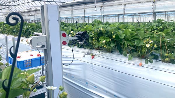 福岡県久留米市発いちごのAI自動収穫ロボット「ロボつみ」CFで3160万円調達