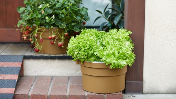 同時に5株栽培可能　水耕栽培キットのSNSモニター募集　協和