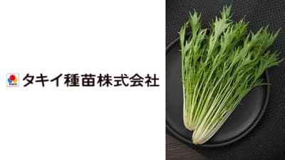 萎凋病に強く、生育旺盛な早生ミズナ「都むすめ」種子を新発売　タキイ種苗