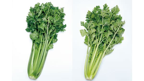 作業性・食味に優れるセロリ　グリーン・イエロー2品種を発売　サカタのタネ