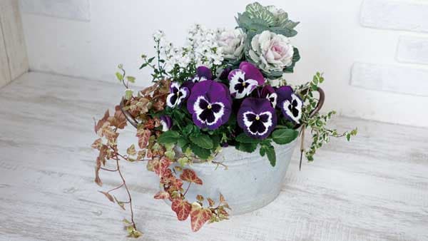 パンジー「パシオ」シリーズに待望のユニーク色追加　サカタのタネ