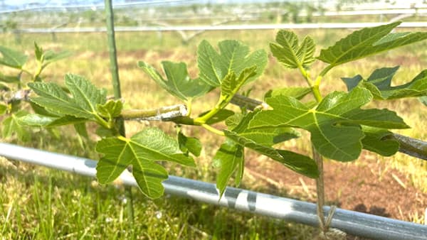 イチジク栽培でスキーポン実証試験　規模拡大で実施　アクプランタ