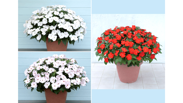 「サンパチェンスホワイト（ver.2）」など3品種　苗を本格販売　サカタのタネ