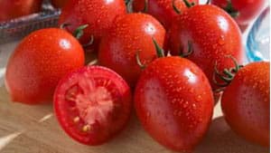 みなとAファンド、ＪＡ兵庫南、日本公庫から資金調達　機能性トマトを生産開始　ゼブラグリーンズ