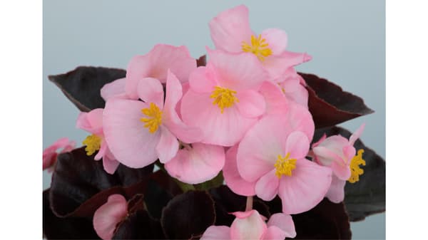 ベゴニア「セネタiQ」シリーズに新色「チェリーブロッサム」発売　サカタのタネ