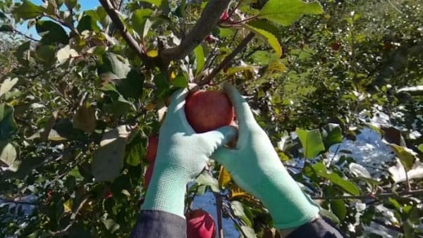 "農作業事故体験VR"に「脚立」と「農用運搬機」を追加　ＪＡ共済連×農研機構