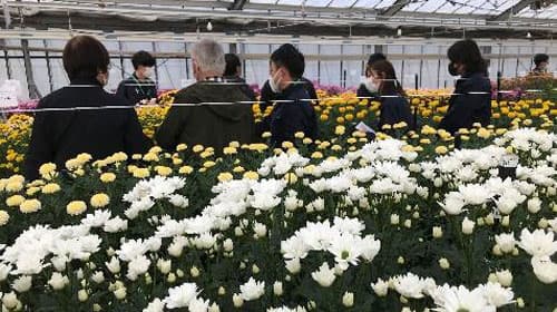 来シーズンの菊のトレンドは？　秋系菊の展示会開催　イノチオ精興園