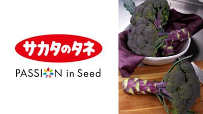 サカタのタネ開発　紫ブロッコリー『Purple Magic』がAAS入賞