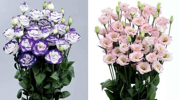 トルコギキョウに2品種追加　生産者向けに種子発売　サカタのタネ