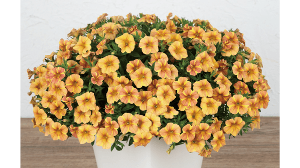 カリブラコアの新品種「ふわリッチ」の新色　本格販売　サカタのタネ