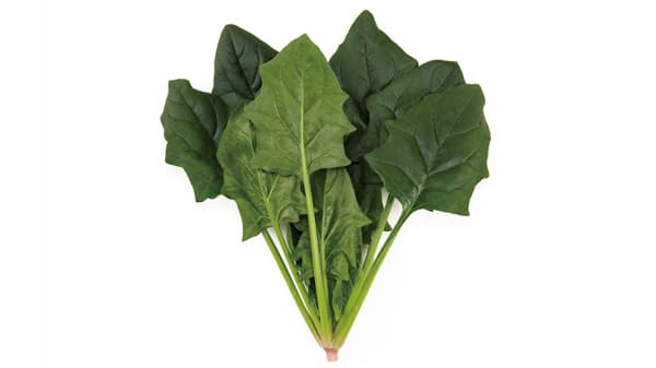 べと病R119抵抗性　ホウレンソウ新品種「スーパーセーブ」種子を発売　サカタのタネ